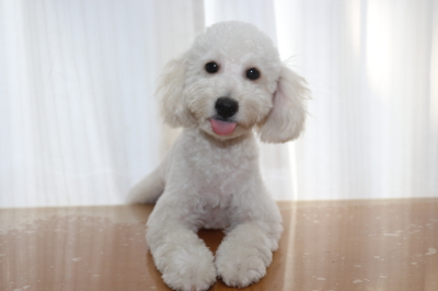 トイプードルホワイト(白)の子犬オス、生後5ヵ月画像