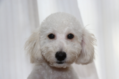 トイプードルホワイト(白)の子犬オス、生後5ヵ月画像