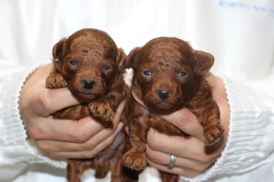 トイプードルレッドの子犬オス2頭、生後2週間画像