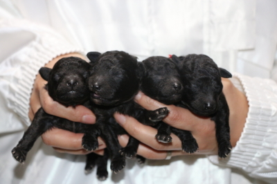 トイプードルシルバーの子犬オス2頭メス2頭、生後1週間画像