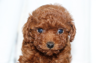 トイプードルレッドの子犬オス、生後6週間画像