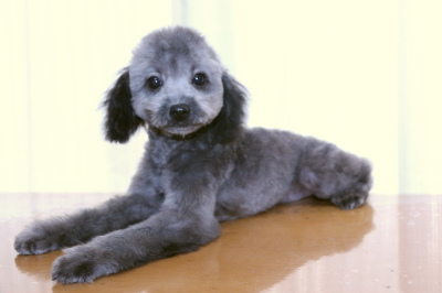 タイニープードルシルバーの子犬オス、生後4ヵ月画像