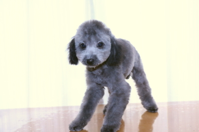 タイニープードルシルバーの子犬オス、生後4ヵ月画像