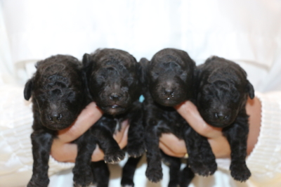トイプードルシルバーの子犬オス2頭メス2頭、生後2週間画像