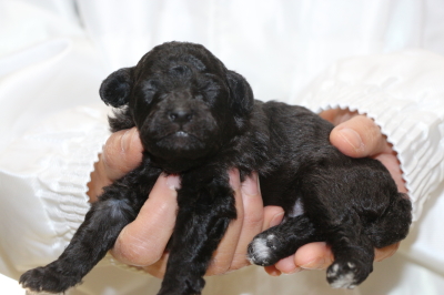 トイプードルシルバーの子犬オス、生後2週間画像