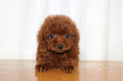 ティーカッププードルレッドの子犬オス、生後7週間画像