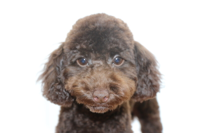 トイプードルブラウンの子犬メス、生後5ヵ月画像