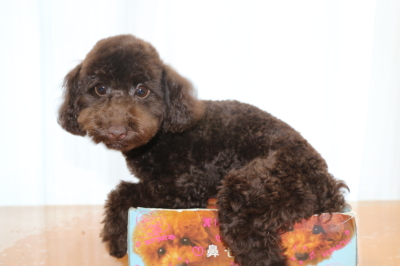 トイプードルブラウンの子犬メス、生後5ヵ月画像