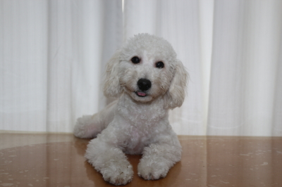 神奈川県川崎市トイプードルホワイト(白)の子犬オス、ハル君画像