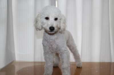神奈川県川崎市トイプードルホワイト(白)の子犬オス、ハル君画像