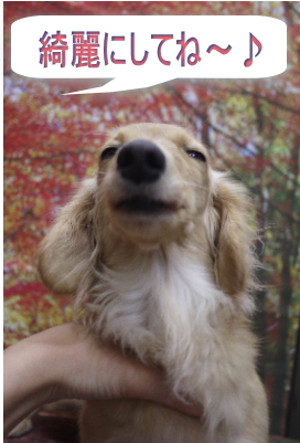 トイプードルブリーダーの成犬、トリミング前画像