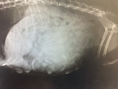 トイプードルシルバー妊娠犬のレントゲン画像