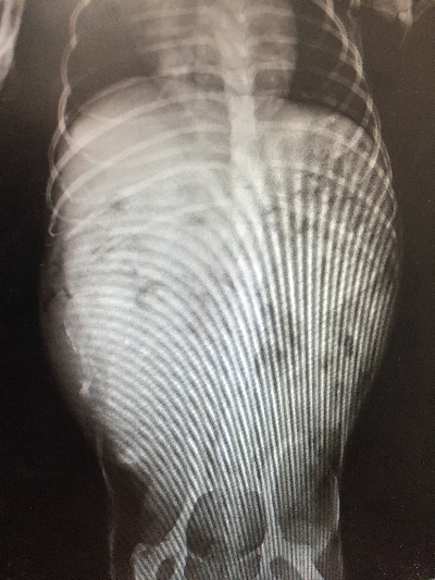 トイプードルブラック妊娠犬のレントゲン写真