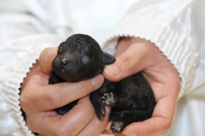 トイプードルシルバーの子犬オス、生後3日画像