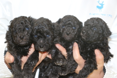 トイプードルシルバーの子犬オス2頭メス2頭、生後4週間画像