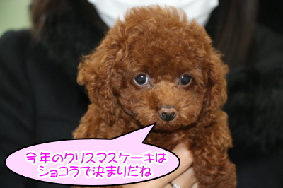 タイニーサイズレッドの子犬メス、東京都足立区、ショコラちゃん画像