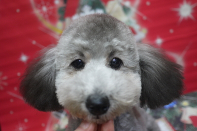トイプードルシルバーの子犬メス、千葉県館山市はなちゃん画像
