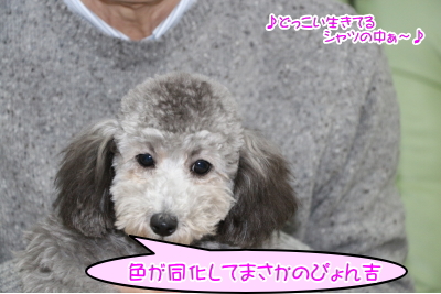 トイプードルシルバーの子犬メス、千葉県館山市はなちゃん画像