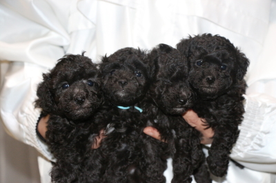 トイプードルシルバーの子犬オス2頭メス2頭、生後5週間画像