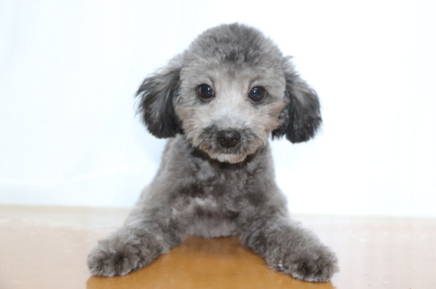 タイニープードルシルバーの子犬オス、生後5ヵ月画像
