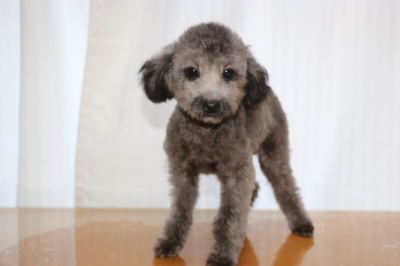 タイニープードルシルバーの子犬オス、生後5ヵ月画像