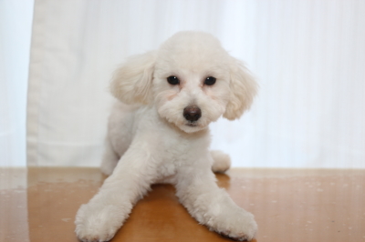 タイニープードルホワイト(白)の子犬オス、生後5ヵ月画像