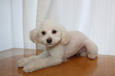 タイニープードルホワイト(白)の子犬オス、生後5ヵ月画像