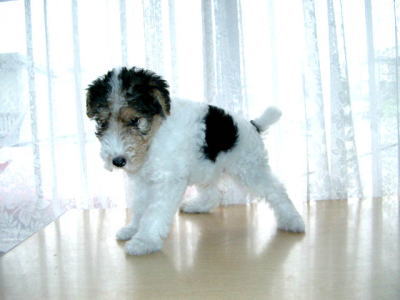 ワイアーフォックステリア白黒茶子犬画像