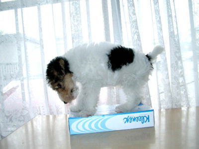 ワイアーフォックステリア白黒茶子犬画像