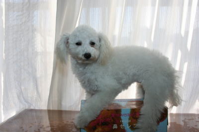 トイプードルホワイトの子犬メス画像