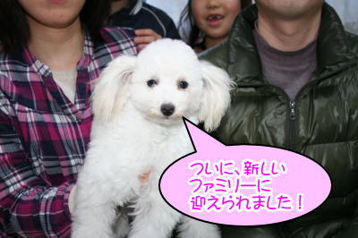 トイプードルホワイトの子犬メス画像