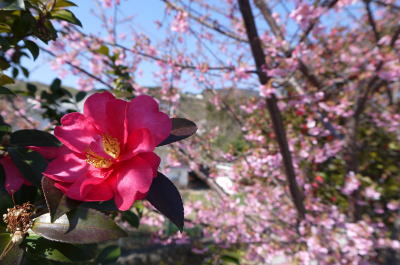 河津桜と椿の画像