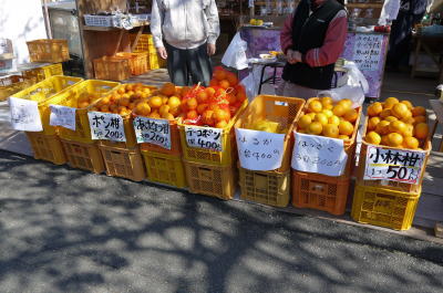 柑橘類画像