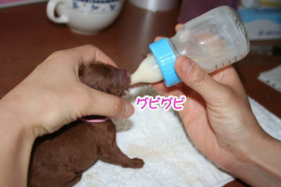 トイプードルレッド、生まれたばかりの子犬哺乳画像