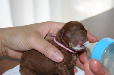 トイプードルレッド、生まれたばかりの子犬哺乳画像
