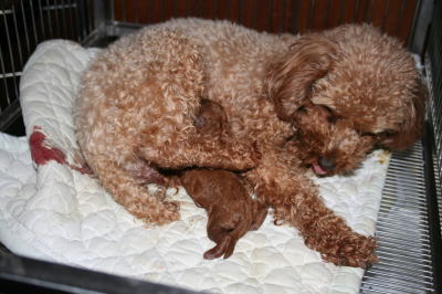 トイプードルレッド、犬の出産(お産)画像
