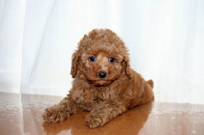 トイプードルレッドの子犬メス画像