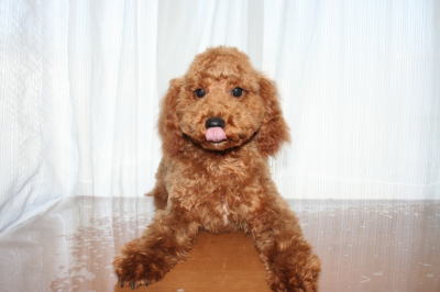 トイプードルレッドの子犬オス、生後4ヵ月半画像