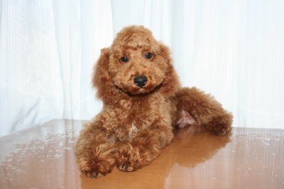 トイプードルレッドの子犬オス、生後4ヵ月半画像