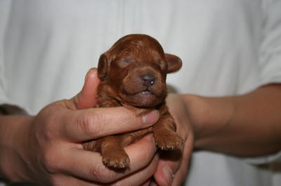 トイプードルレッドの子犬オス生後1週間画像