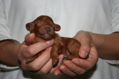 トイプードルレッドの子犬オス生後1週間画像