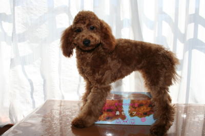 トイプードルレッドの子犬メス、生後5ヶ月画像