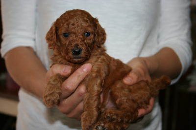 トイプードルレッドの子犬オス、生後1ヶ月弱画像