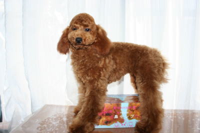トイプードルレッドの子犬メス、生後5ヶ月半画像