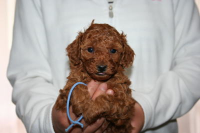 トイプードルレッドの子犬オス、生後5週画像