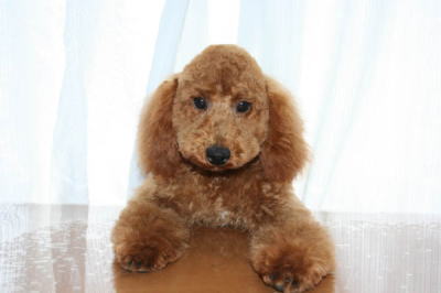 トイプードルレッドの子犬オス、生後5ヵ月半画像