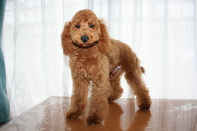 トイプードルレッドの子犬オス、生後5ヵ月半画像