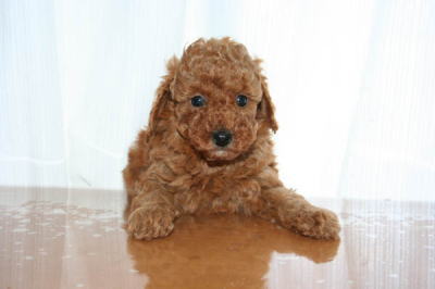 トイプードルレッドの子犬オス、生後６週画像