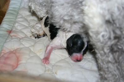 トイプードル白黒パーティー(ホワイト＆ブラック)犬の出産画像