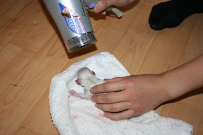 トイプードルパーティー(ホワイト＆クリーム)犬の出産画像